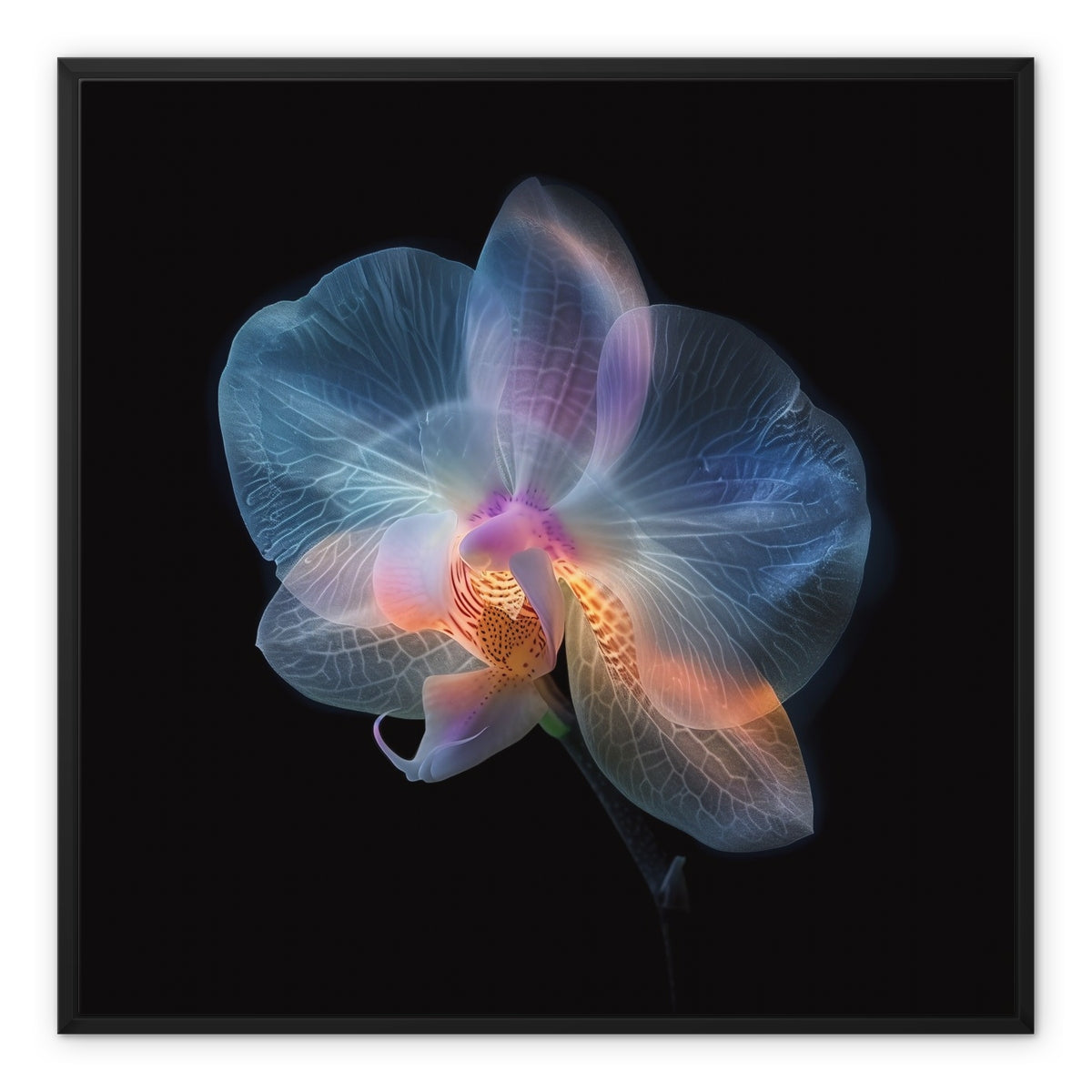 Flower of Venus Framed Canvas